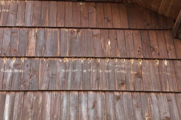Cost of Woodpecker Hole Filling in Merritt Island