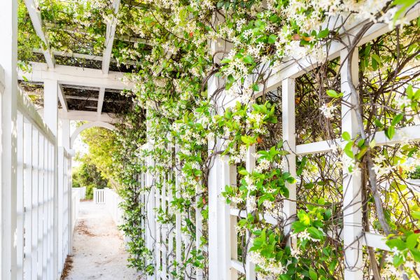 Cost of Trellis Repair in Merritt Island