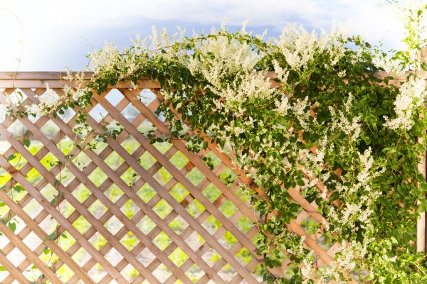 Cost of Lattice Repair in Merritt Island