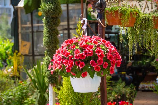 Cost of Hanging Planter Installation in Merritt Island