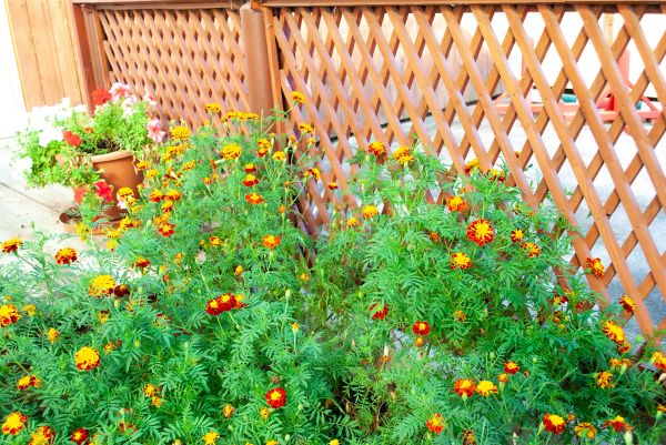Cost of Decorative Lattice Mounting in Merritt Island
