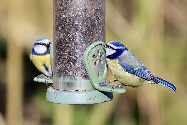 Cost of Bird Feeder Mounting Service in Merritt Island
