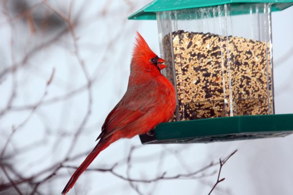 Cost of Bird Feeder Hanging in Merritt Island